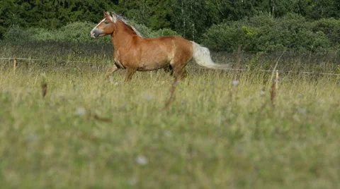 Horse in the field Stock Footage 54047188