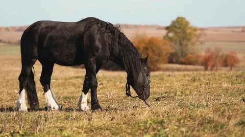 Horse in field Stock Footage 58259008