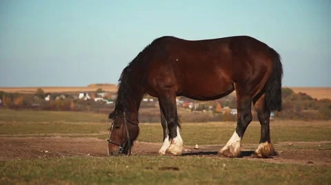 Horse in field Stock Footage 58259465