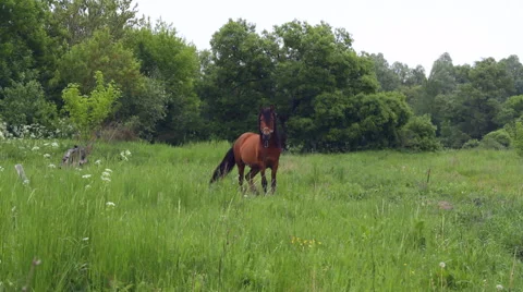 Horse on field Stock Footage 64133319