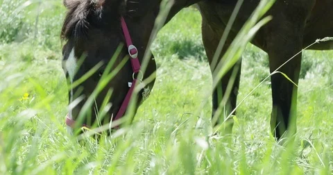 Horse on Field Stockbeeldmateriaal 76135790