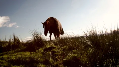 Horse in Field Stock Footage 82250105