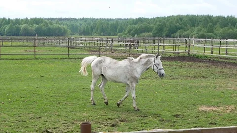Horse on the field Stock Footage 99844800