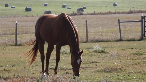 Horse in a field Stock Footage 101024356