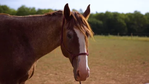 Horse in field Stock Footage 122168363