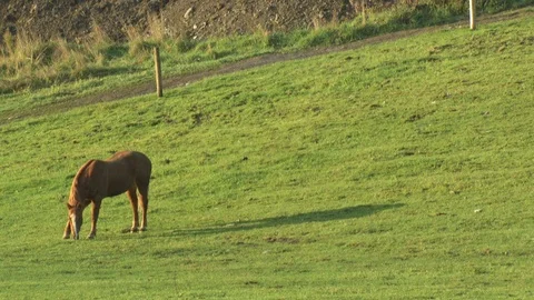 Horse in field Stock Footage 123928168
