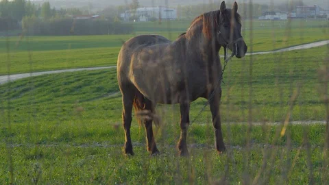 Horse at the field Stock Footage 130072518