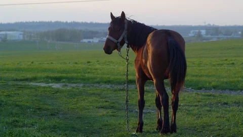 Horse at the field Stock Footage 130072519