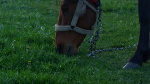 Horse at the field Stock Footage 130072912