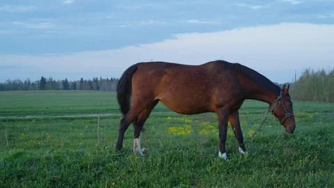 Horse at the field Stock Footage 130073123