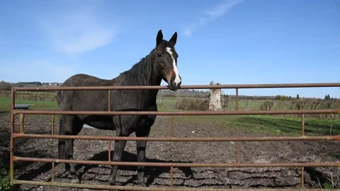 A horse in the field Stock Footage 140928079