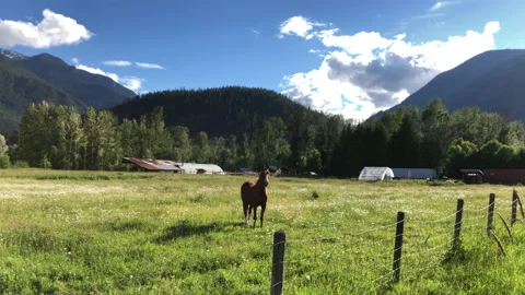Horse in field Stock Footage 146990439