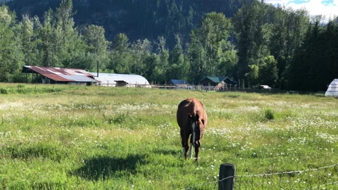 Horse in field Stock Footage 146990572