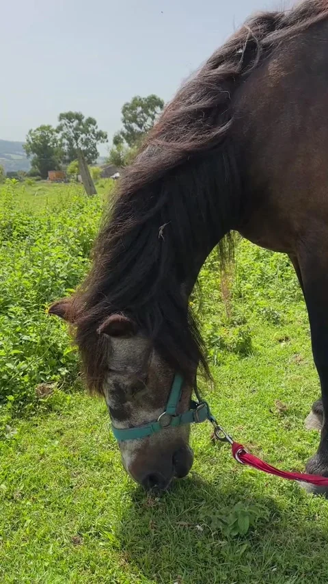 Horse in the field Video stock 248684535