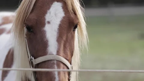 Horse in Field Video stock 260761337