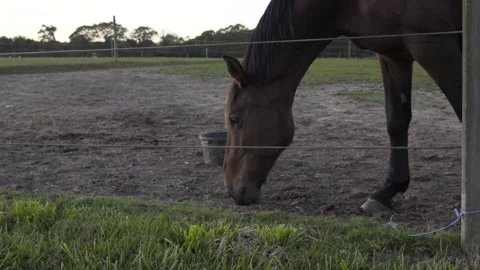 Horse in a field Video stock 261104120