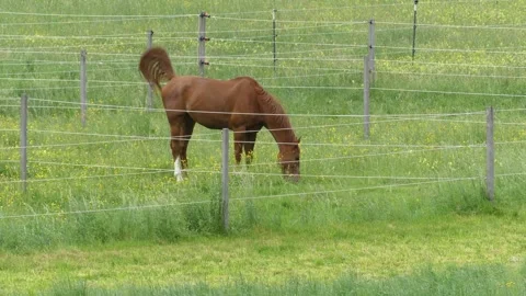 Horse in a field Stock Footage 282795206