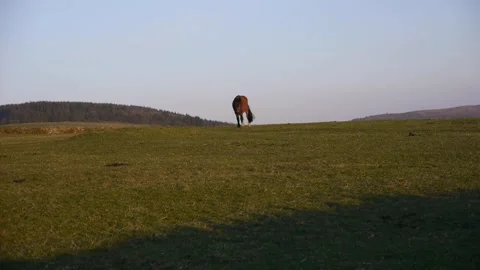 Horse in field Stock Footage 313528021