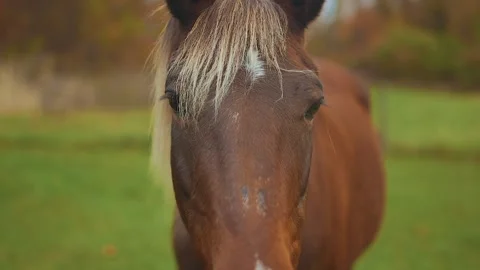 Horse in field looking at viewer Stock Footage 151776266