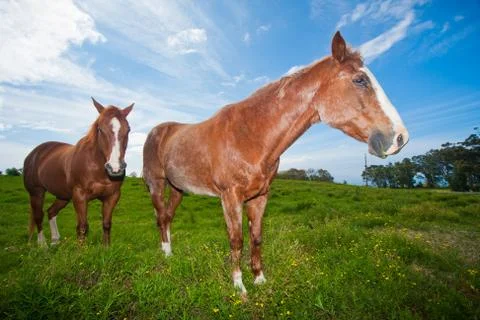 Horse in field Stock Photos