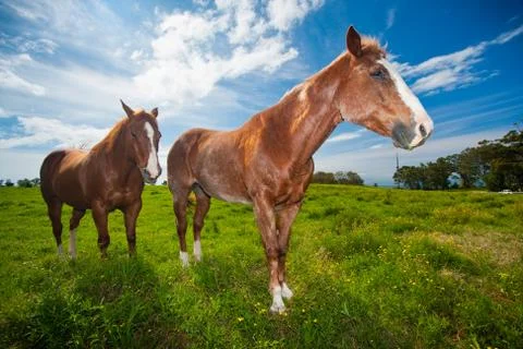 Horse in field Stock Photos