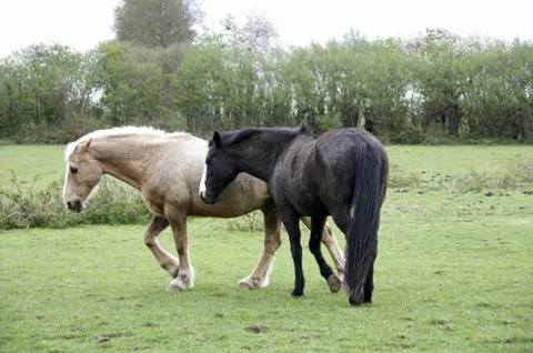 Horse field Stock Photos