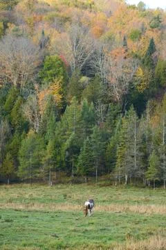 Horse in a field Stock Photos