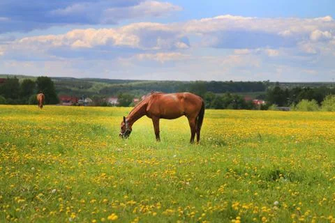 Horse in a field Stock Photos