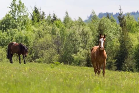Horse in the field Stock Photos