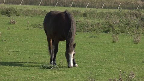 Horse in field profile Stock Footage 178975636