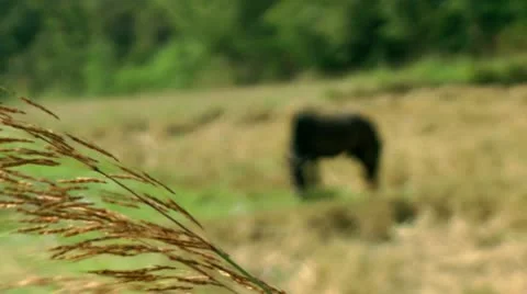 A horse in field, pull focus Stock Footage 10571475