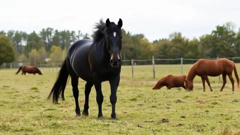 The horse in the field is running Stock Footage 310665581