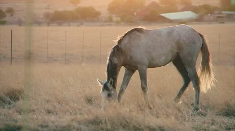 Horse In Field With Sunset. Stock Footage 57074601