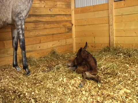 Horse First Steps Stock Footage 619572