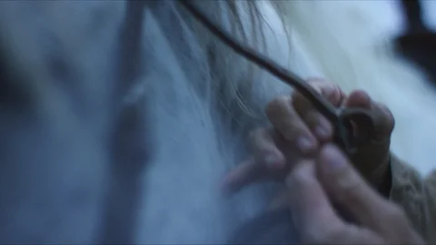 Horse five Stock Footage 119758932