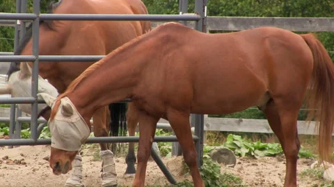 Horse flirt 2 Stock Footage 49095087