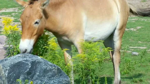 Horse with flower Stock Footage 509260