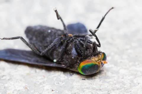 Horse fly is dead Stock Photos