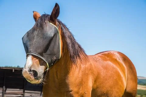 Horse with fly net. Stock Photos