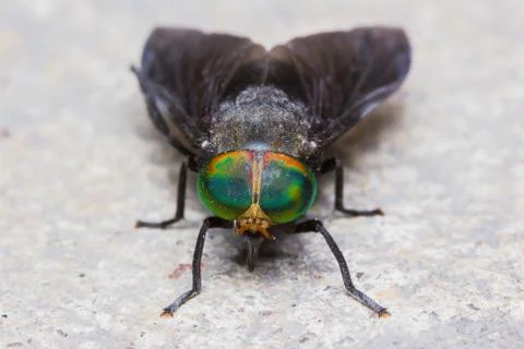 Horse fly Stock Photos