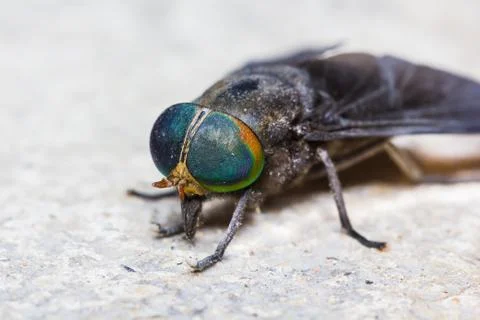 Horse fly Stock Photos