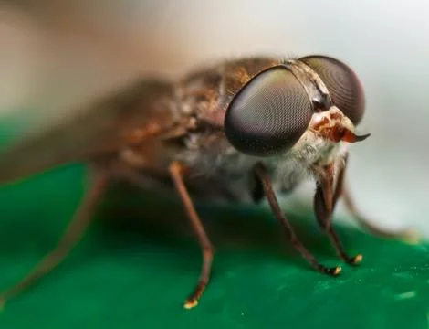 Horse fly Stock Photos