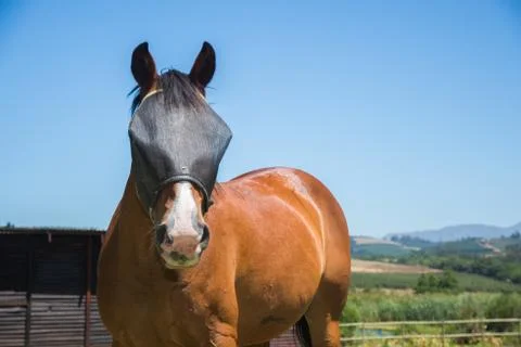 Horse with Fly Screen Stock Photos