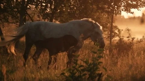 Horse with foal Stock Footage 163656864