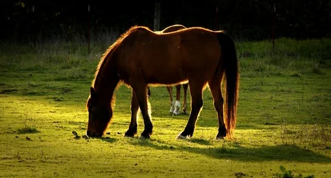 Horse with foal grazing in pasture at sunset Stock Footage