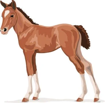 Horse foal Stock Illustration