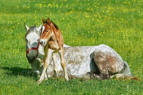 Horse with Foal Stock Photos
