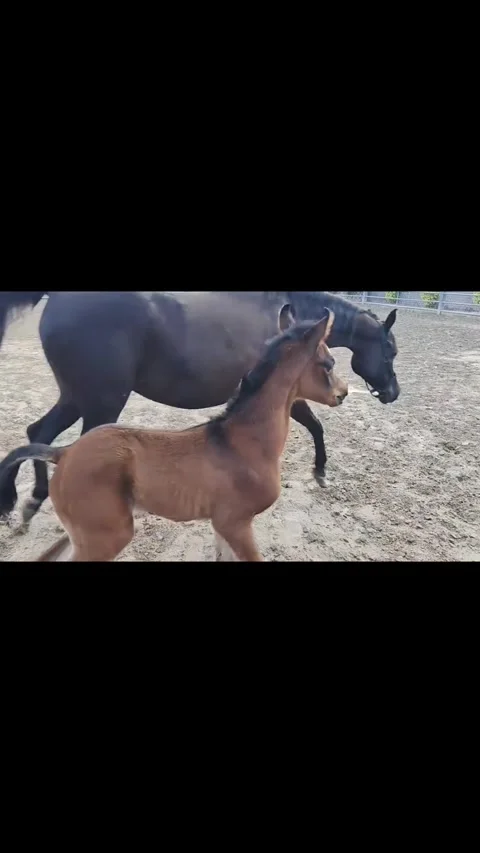 Horse Foal Playing and Galloping with Black Mare in Arena. Vídeos de archivo 333910795