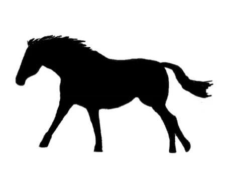 Horse Stock Footage 277076