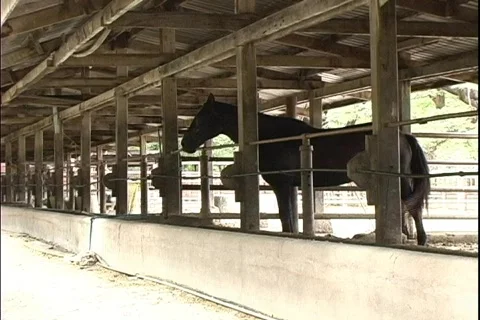 Horse  스톡 동영상 302660